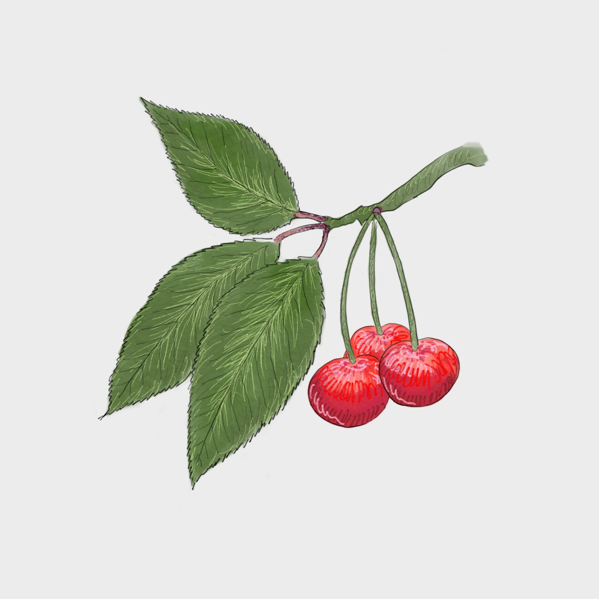 Montmorency Tart Cherries: A Natural Sleep Aid and Antioxidant